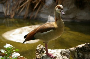 756 Namibia Okt 2006 Nilgans.JPG